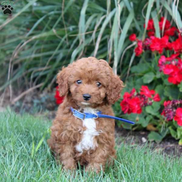 Tilly, Cavapoo Puppy