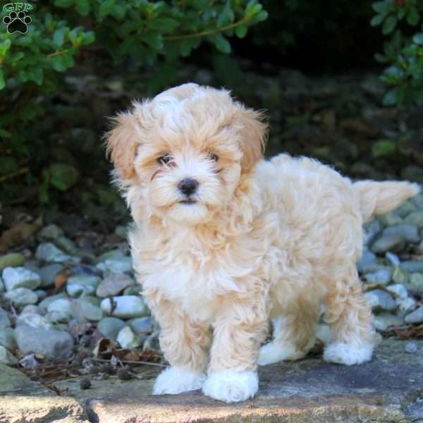 Tilly, Maltipoo Puppy