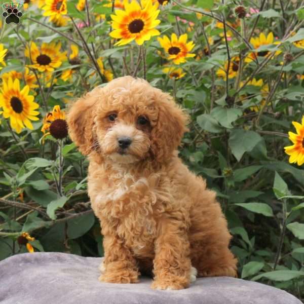 Tilly, Cavapoo Puppy