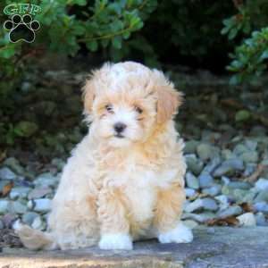 Tilly, Maltipoo Puppy