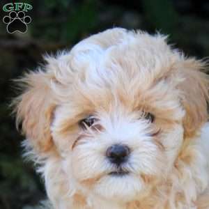 Tilly, Maltipoo Puppy