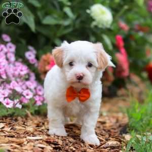 Timmy, Maltipoo Puppy