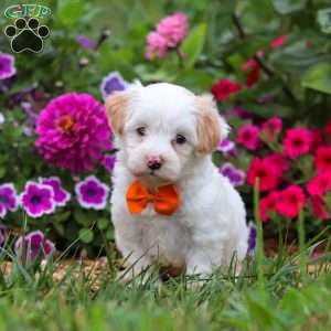 Timmy, Maltipoo Puppy