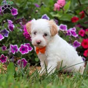 Timmy, Maltipoo Puppy