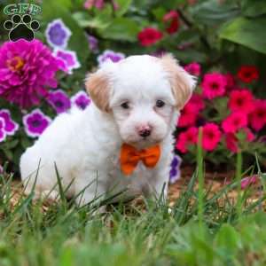 Timmy, Maltipoo Puppy