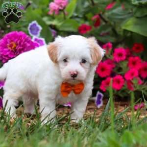 Timmy, Maltipoo Puppy