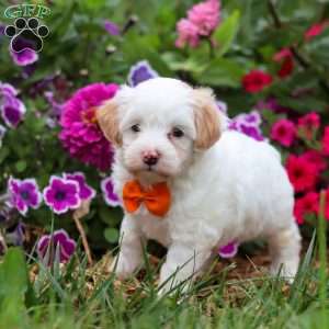Timmy, Maltipoo Puppy