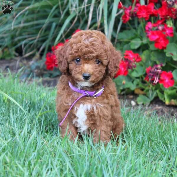 Timmy, Cavapoo Puppy