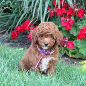 Timmy, Cavapoo Puppy