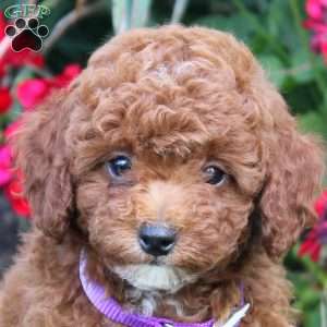 Timmy, Cavapoo Puppy
