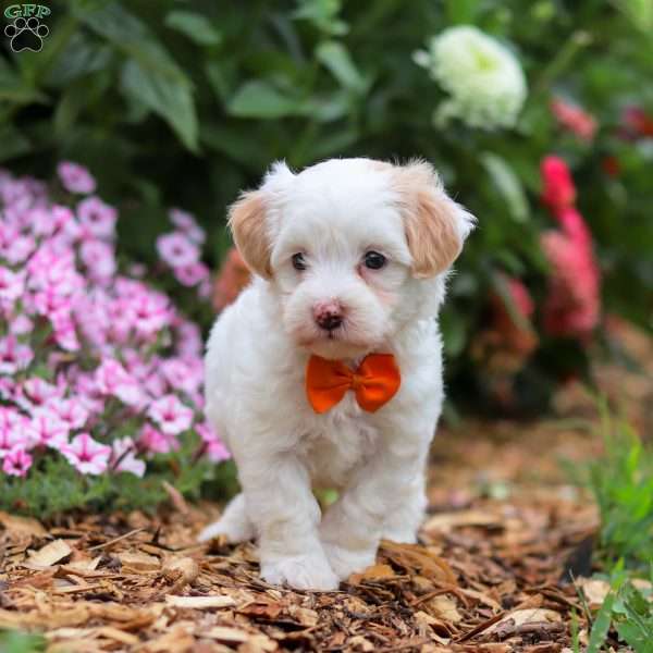 Timmy, Maltipoo Puppy