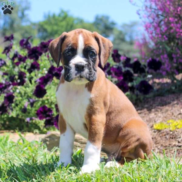 Timothy, Boxer Puppy