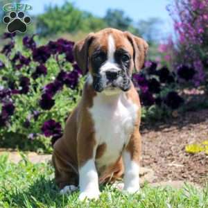 Timothy, Boxer Puppy