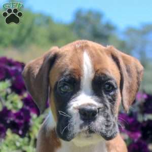 Timothy, Boxer Puppy