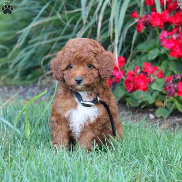 Tina, Cavapoo Puppy