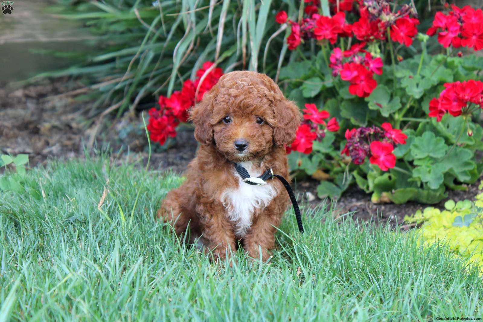 Tina - Cavapoo Puppy For Sale in Pennsylvania