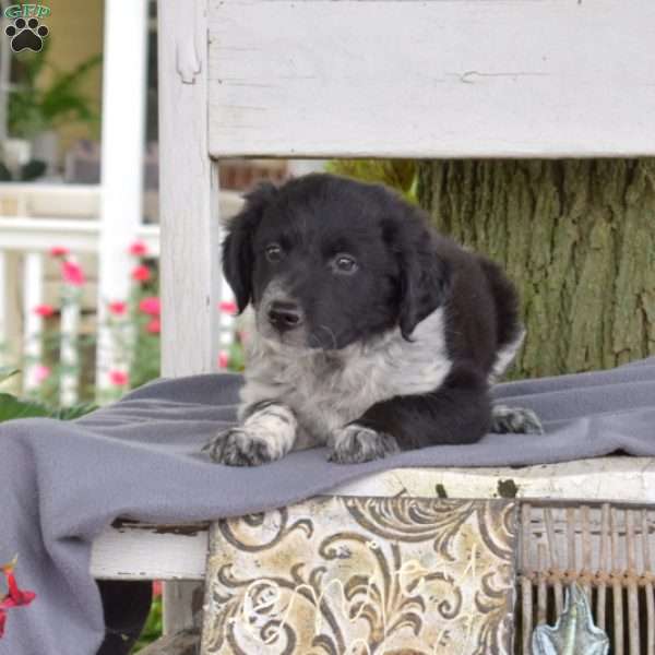 Tinker, Blue Heeler Mix Puppy