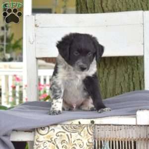 Tinker, Blue Heeler Mix Puppy