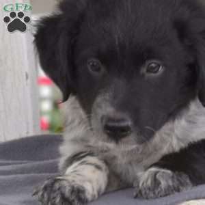 Tinker, Blue Heeler Mix Puppy