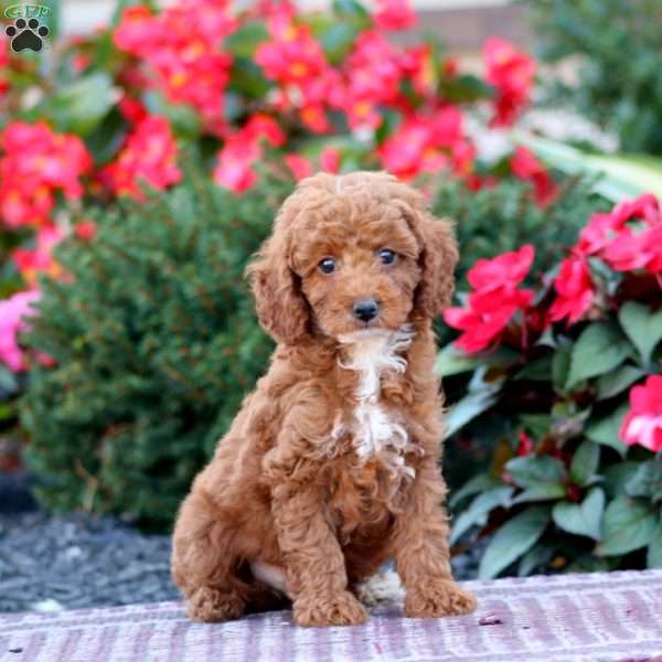 Tinker, Miniature Poodle Puppy