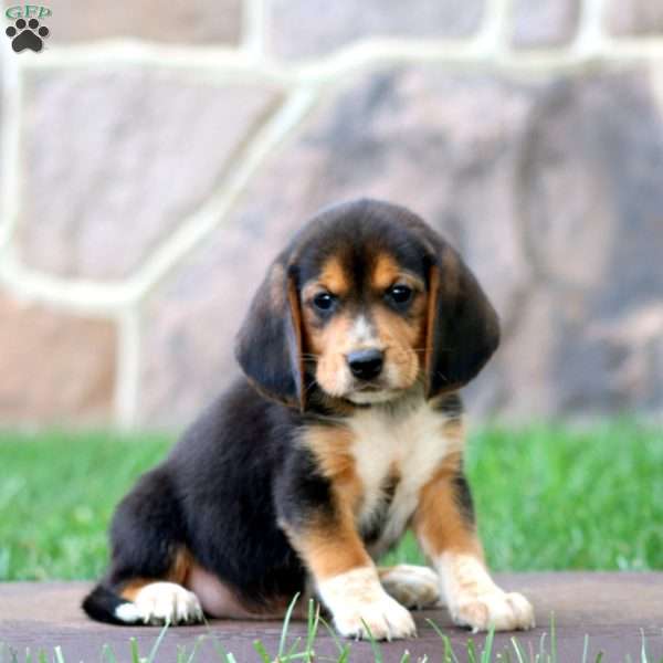 Tinker, Beagle Puppy