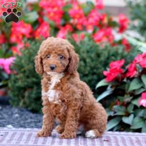 Tinker, Miniature Poodle Puppy