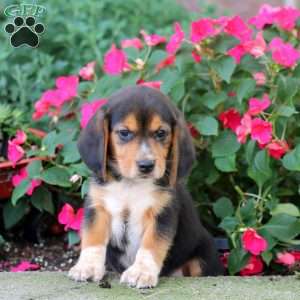 Tinker, Beagle Puppy