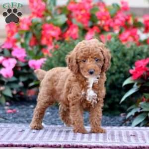 Tinker, Miniature Poodle Puppy