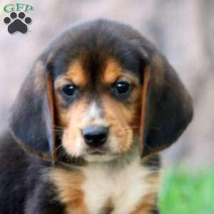 Tinker, Beagle Puppy