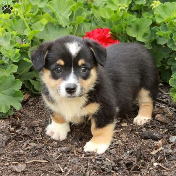 Tippy, Pembroke Welsh Corgi Puppy