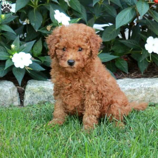 Tippy, Mini Goldendoodle Puppy