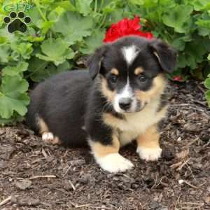 Tippy, Pembroke Welsh Corgi Puppy