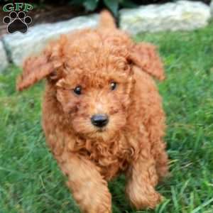 Tippy, Mini Goldendoodle Puppy
