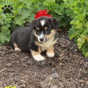 Tippy, Pembroke Welsh Corgi Puppy