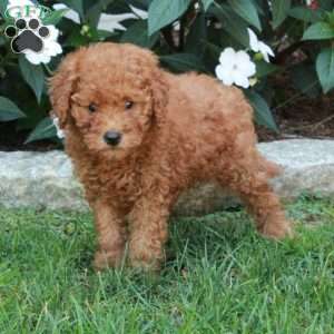Tippy, Mini Goldendoodle Puppy