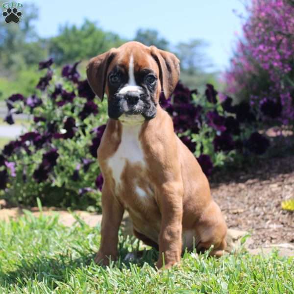 Titus, Boxer Puppy