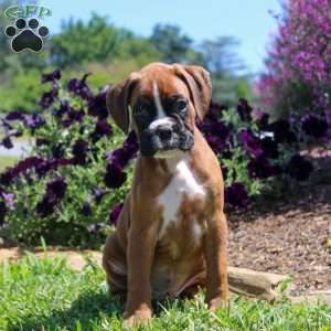 Titus, Boxer Puppy