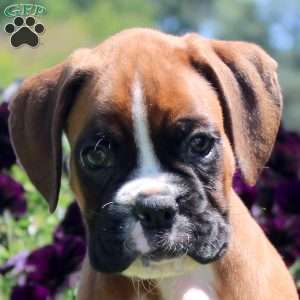Titus, Boxer Puppy