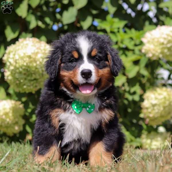 Toby, Bernese Mountain Dog Puppy