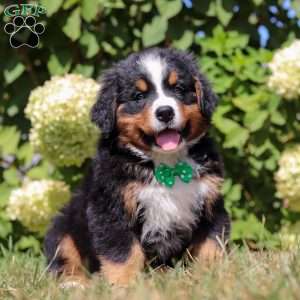 Toby, Bernese Mountain Dog Puppy