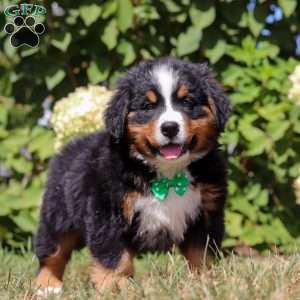 Toby, Bernese Mountain Dog Puppy