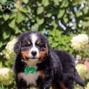 Toby, Bernese Mountain Dog Puppy