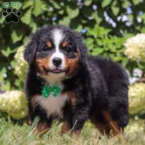 Toby, Bernese Mountain Dog Puppy