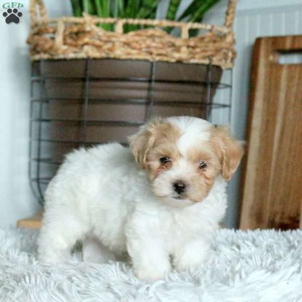 Toby, Forever Puppy