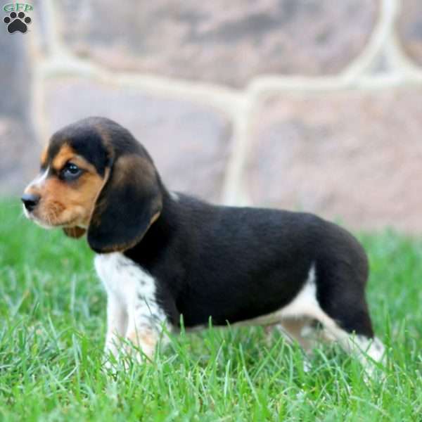 Toby, Beagle Puppy
