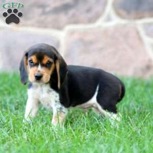 Toby, Beagle Puppy