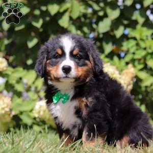 Toby, Bernese Mountain Dog Puppy