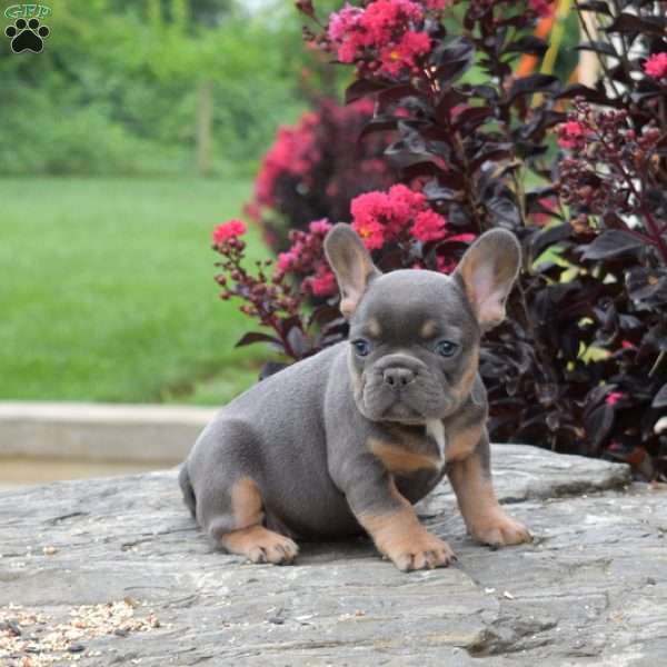Toffee, French Bulldog Puppy