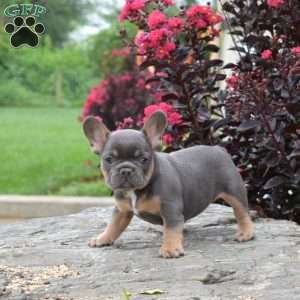 Toffee, French Bulldog Puppy