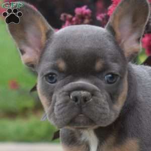 Toffee, French Bulldog Puppy